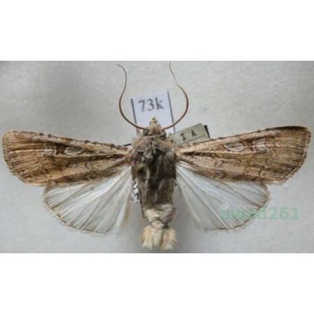 Euxoa temera (Hübner, 1808) Slovakia73k